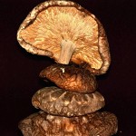 Champignons parfumés, Shiitaké (椎茸?). פטריות שיטאקה מיובשות